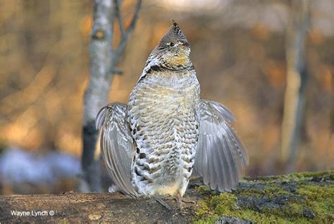 Drummer Boys Ruffed Grouse The Canadian Nature Photographer