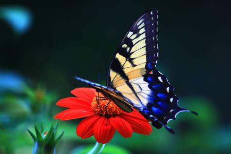 49 Free Live Butterfly Wallpapers Wallpapersafari