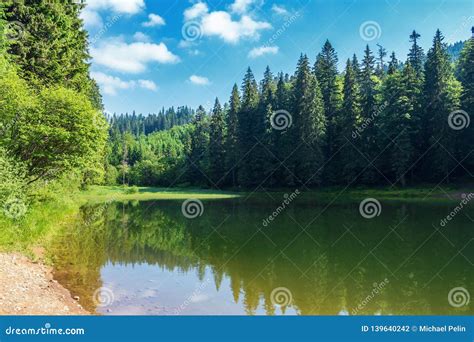 Lake Among Spruce Forest In Mountains Stock Photo Image Of Lake