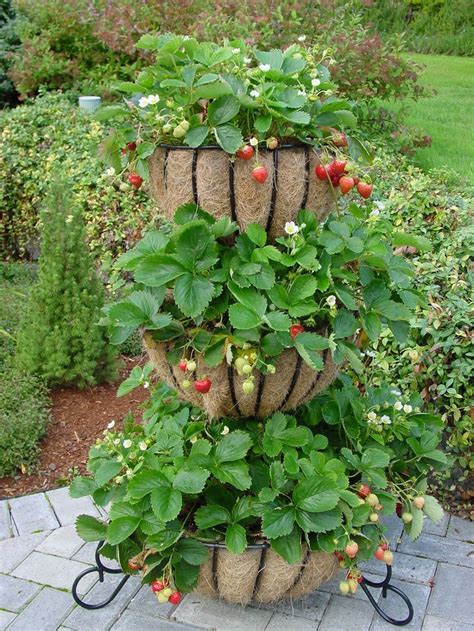 7 Simple Tips For Growing Strawberries Gardening And Related Creative