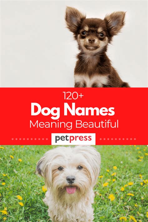 120 Dog Names Meaning Beautiful To Name Your Cute Dogs