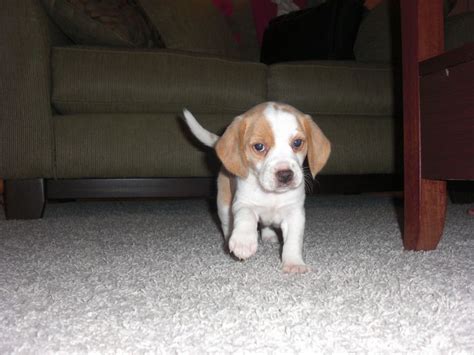 The mother is black and tan leo the purebred lemon beagle—his eyes are hazel, lighter than the picture shows, almost a lemon color. Lemon Drop Beagle Puppies For Sale | Top Dog Information