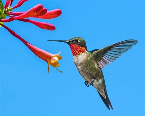 15 Types Of Hummingbirds Found In The United States Birds And Blooms