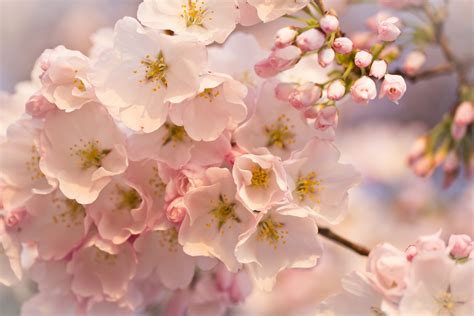 Beauty Bloom Blur Bokeh Branch Cherry Cherry Blossom Flower