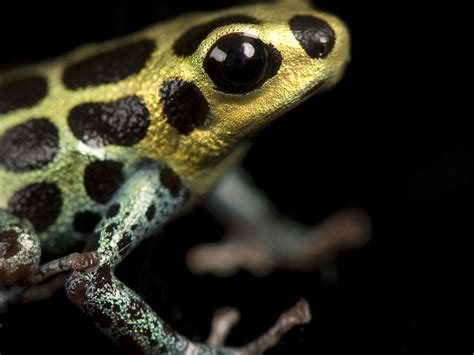 Amazon Poison Dart Frog