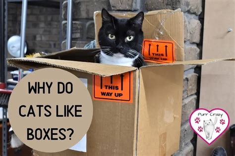Why Do Cats Like Boxes Purr Crazy