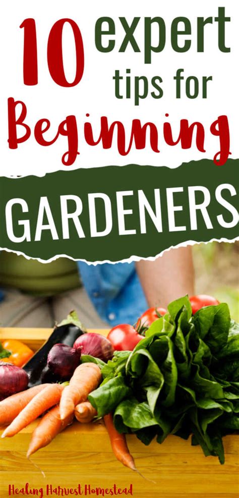 10 Tips For Vegetable Gardening Success For Beginners Tips All
