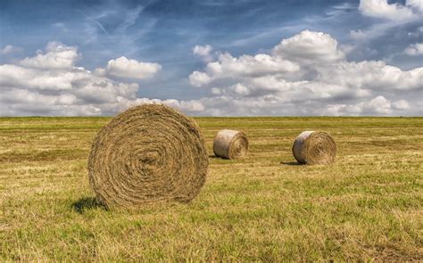 Free Images Plant Hay Field Farm Prairie Dry Food Harvest