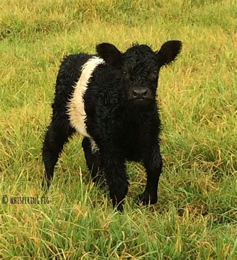 Brand New Belted Galloway Oreo Calf So Sweet Cow Calf Galloway