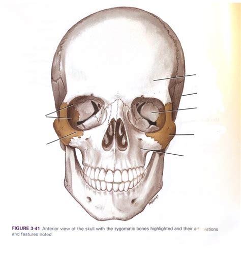 Anterior Skull W Zygomatic Bones Exam 1 3 41 Diagram Quizlet