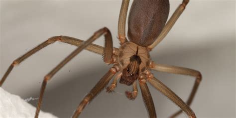 Brown Recluse Vs Wolf Spider Spider Identification Guide