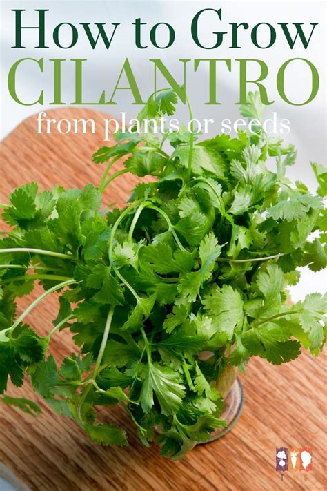 How To Grow Cilantro From Plants Or Seeds The Kitchen Garten