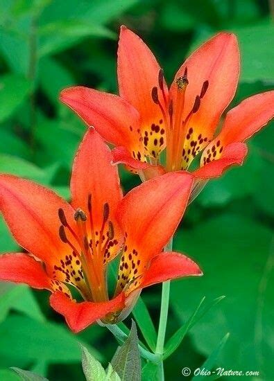 Free for commercial use no attribution required high quality images. Ohio lily (With images) | Rare plants, Plants, Trees to plant