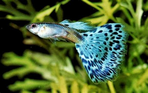 Ya ikan guppy merupakan salah satu jenis ikan hias kecil yang memiliki keindahan fisik, serta memiliki harga jual yang cukup tinggi. Budidaya Ikan Guppy