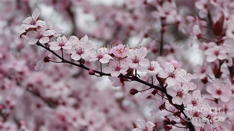 Sakura Sakura Photograph By Scott Cameron Fine Art America