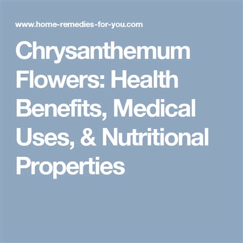 Chrysanthemum Flowers Health Benefits Medical Uses And Nutritional
