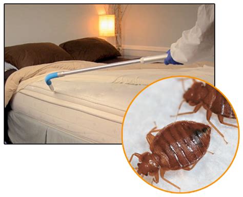 Bed Bugs Control Hyderabad Pest Control