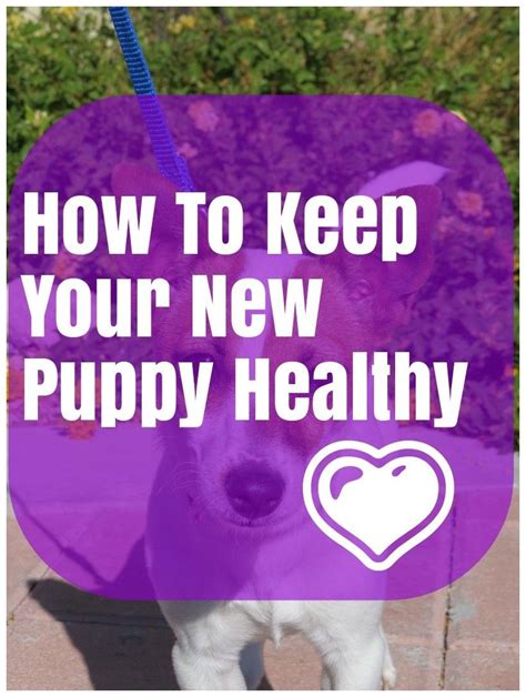 Here Are Some Tips To Keep Your Dog Happy For Years Pets Activities