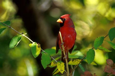 Northern Cardinal Male Cardinalis Cardinalis 홍관조 Image Only