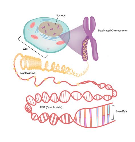 42 An Overview Of Basic Genetics The Evolution And Biology Of Sex