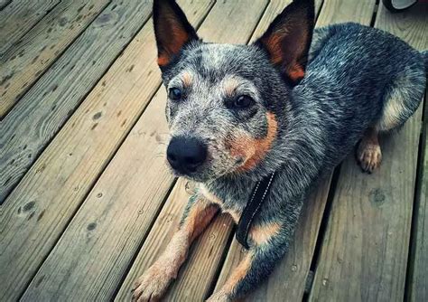 Australian Cattle Dog Puppies Traits Care And Information