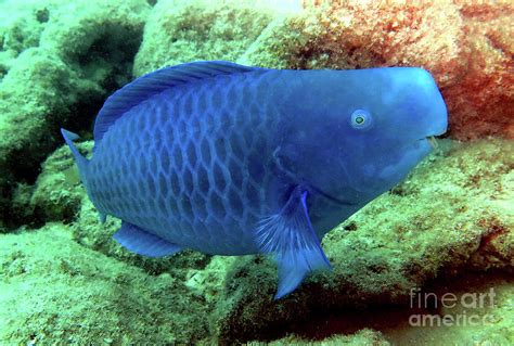 Blue Parrotfish 12 Photograph By Daryl Duda Fine Art America