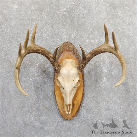Whitetail Deer Skull European Mount For Sale 19663 The Taxidermy Store
