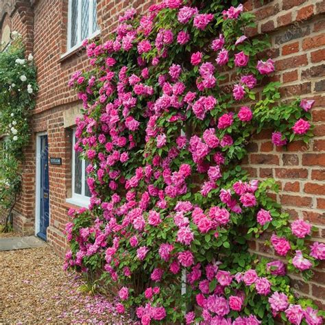 100pcs Climbing Rose Seeds Courtyard Plants Flower Seeds For Home