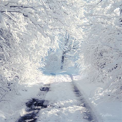 Oh By The Way Paths Through Snow