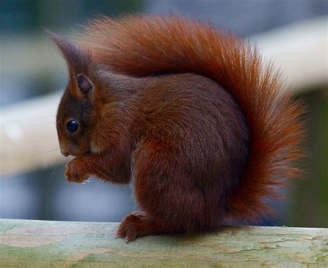 Red Squirrel At The British Wildlife © Peter Trimming Geograph