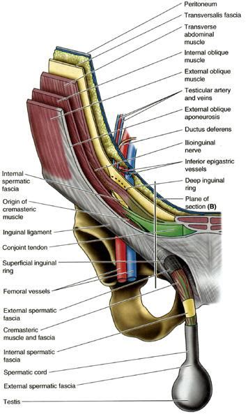 Inguinal Canal Anatomy Model Porn Sex Picture