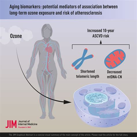 Aging Biomarkers Potential Mediators Of Association Between Long‐term