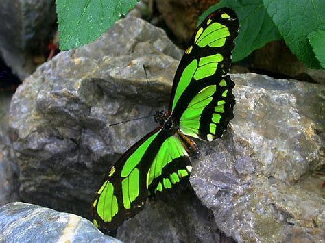 Longwing Butterfly Rocks Green And Black Hd Wallpaper Pxfuel