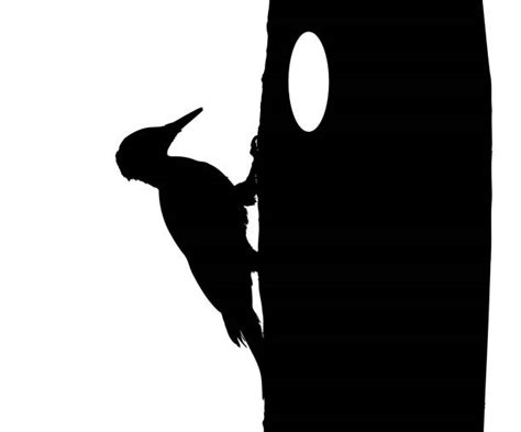 Silhouette Of Wood Pecking Bird Illustrations Royalty Free Vector