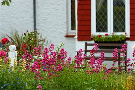 Aug 25, 2021 · browse our selection of get well flowers at florist one. Flowers In Cottage Garden Free Stock Photo - Public Domain ...