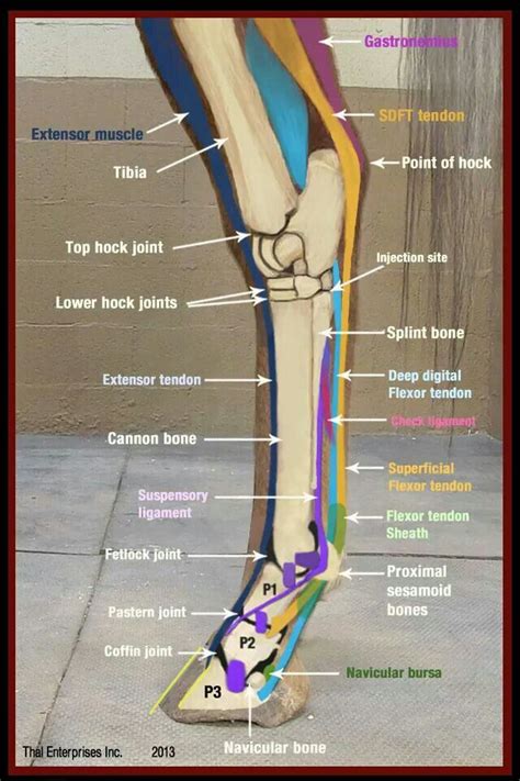 Anatomy Of The Horses Hind Leg Horse Health Horse Care Horse Anatomy