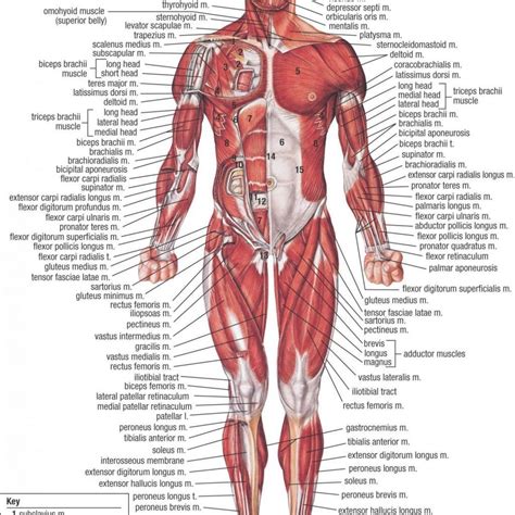 Female Human Anatomy Diagram Koibana Info Muscular System Human Body Diagram Human Body