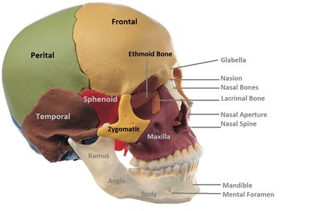 It articulates with all the cranial bones. Anatomy Made Easy : Anterior View of Skull