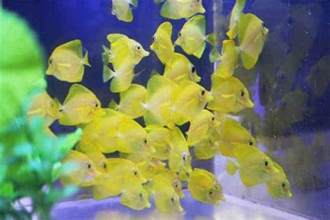 Yellow Tang Captive Bred Frags 2 Fishes Live Saltwater Fish