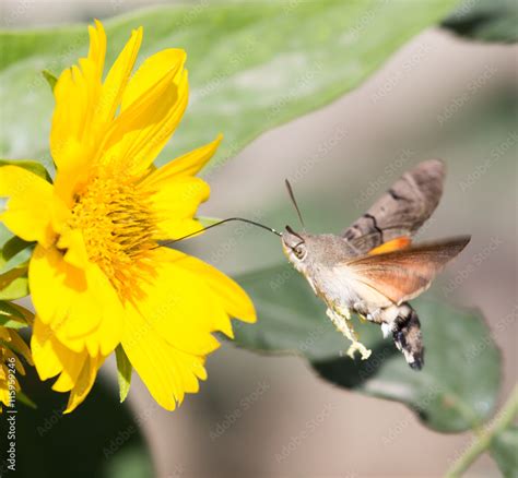 Sphingidae Known As Bee Hawk Moth Enjoying The Nectar Of A Yellow