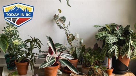 How To Keep House Plants Alive Youtube