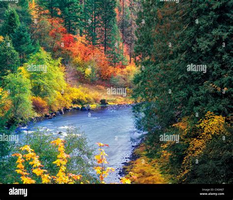 Fall Colored Trees Along The North Umpqua River Oregon Stock Photo Alamy