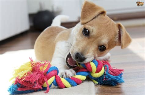 Dealing with a puppy that destroys all of their toys ...