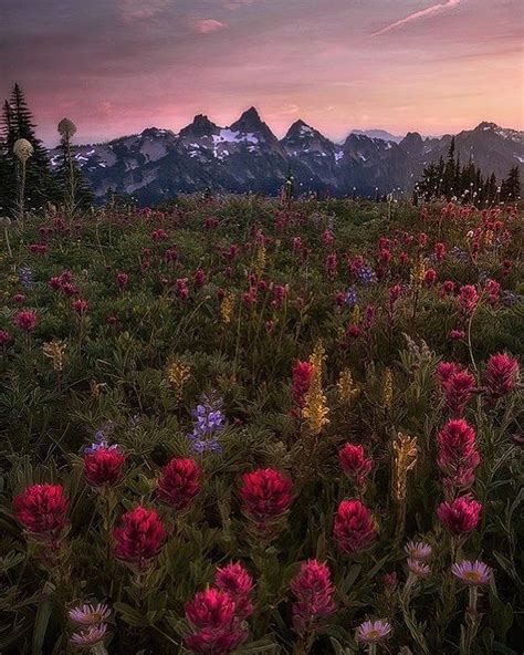 Mount Rainier Washington By Candace Dyar Nature Aesthetic
