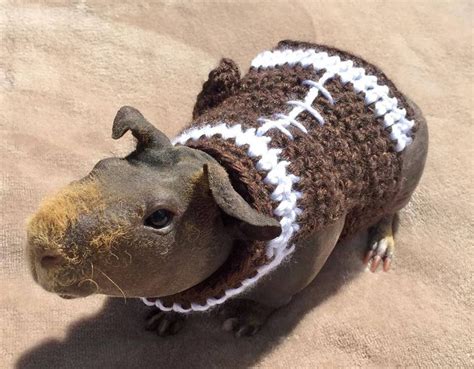 Guinea Pig Football Sweater Skinny Pig Sweater Guinea Pig Etsy