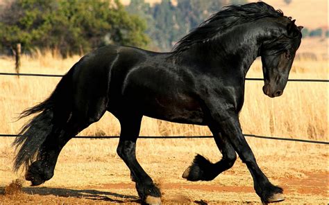 Hd Animals Wallpapers Friesian Black Running Horse Wallpaper