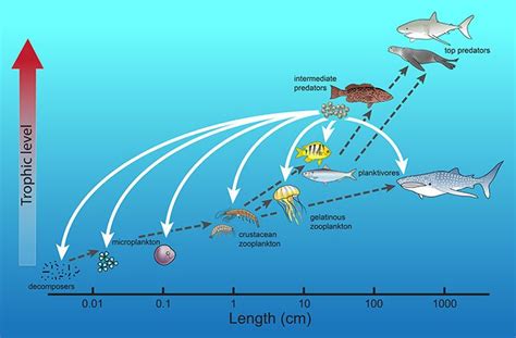Fish Eggs Turn Conventional View Of Ocean Food Webs Upside Down Ocean