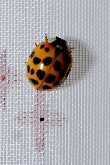 Ladybug Flickr Photo Sharing