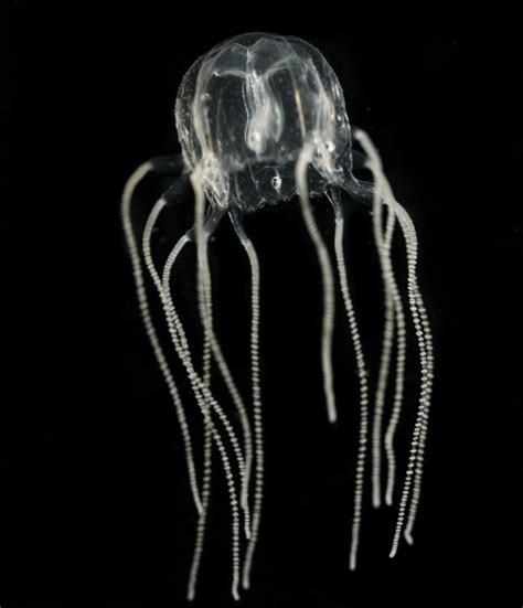 Smithsonian Insider The Box Jellyfish Tripedalia Cystophora Photo