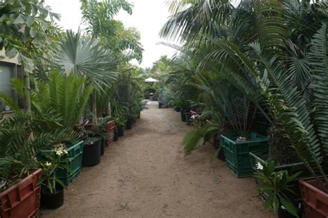 Palm Tree Cycad And Tropical Plant Nursery San Diego Ca